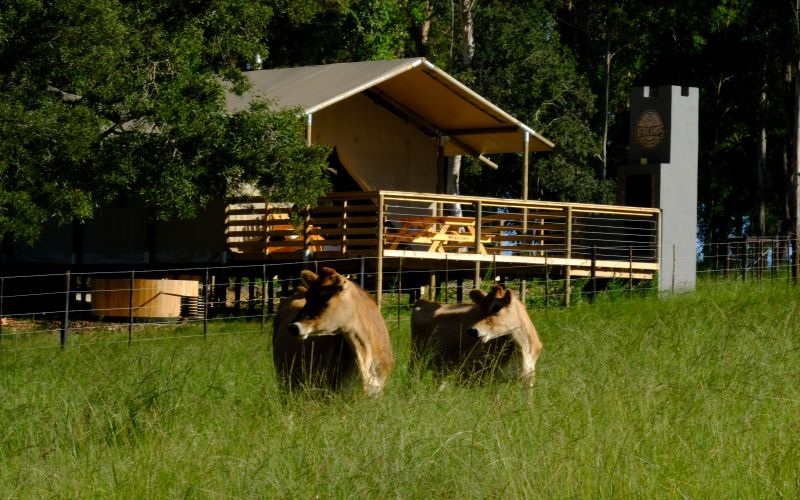 AfriCamps-Oakhurst-Moomoo